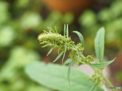 生まれてきたよ