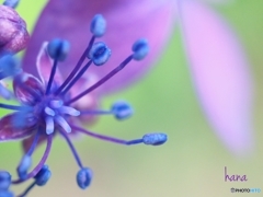 山紫陽花