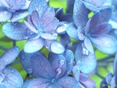 わらび餅はお好きですか？