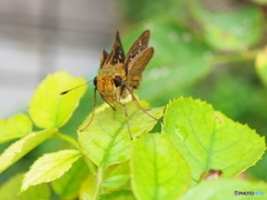 セセリチョウ  その③