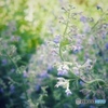 Sing in may