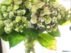 サヨナラの前に…