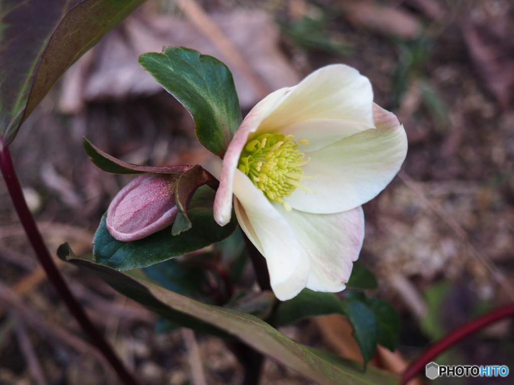 ニゲル（Christmas rose）