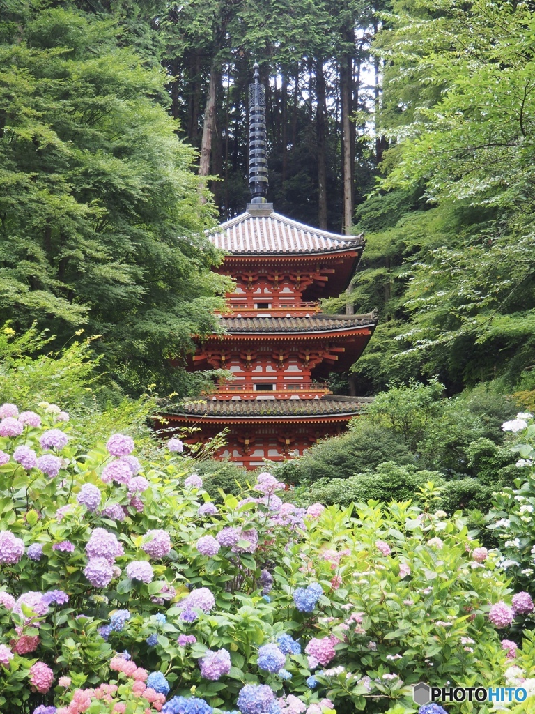 紫陽花寺（岩船寺）