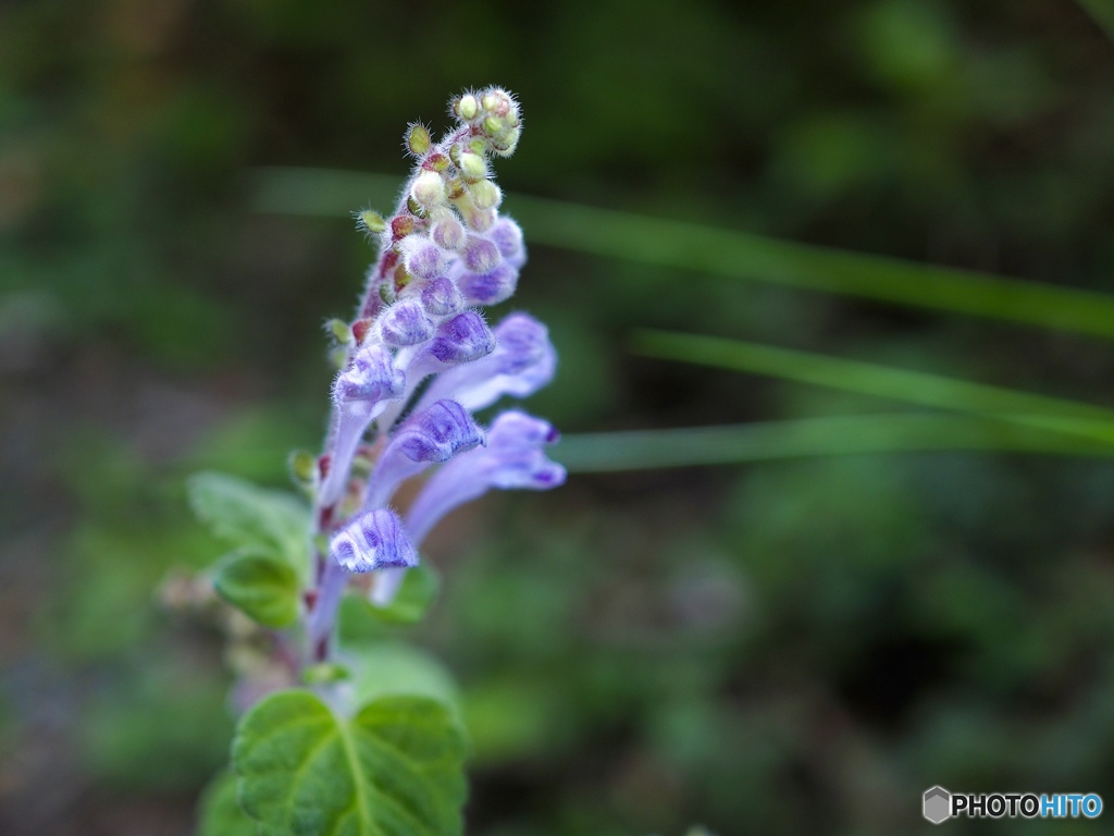 今はひとりだけど。