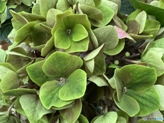 Strong Heart Strong Heart