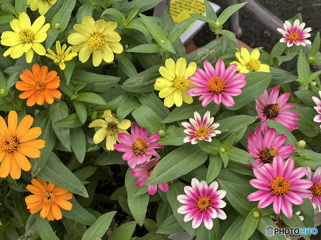 Zinnia