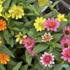 Zinnia