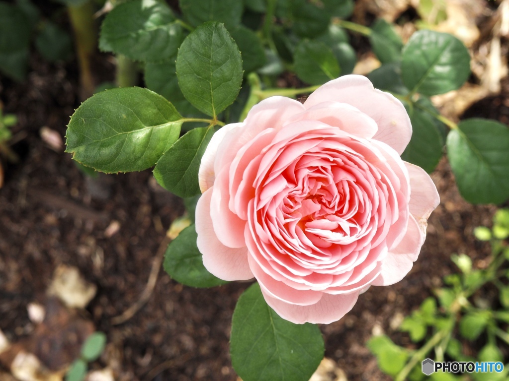 charmingなあなた