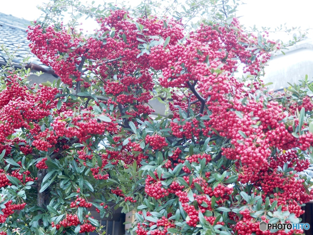 『わたしの愛は増すばかり』