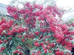 『わたしの愛は増すばかり』