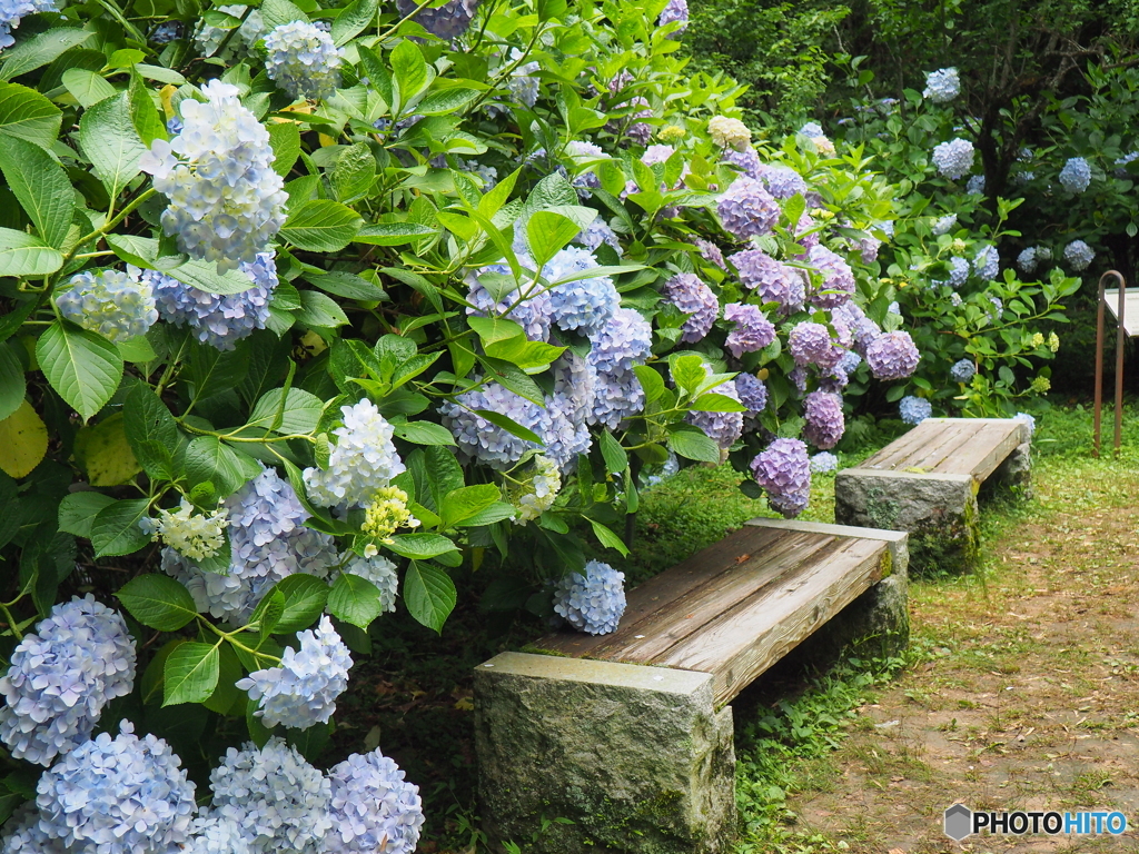何処までも紫陽花