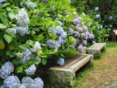 何処までも紫陽花