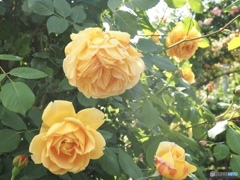 Yellow  angel Yellow  angel