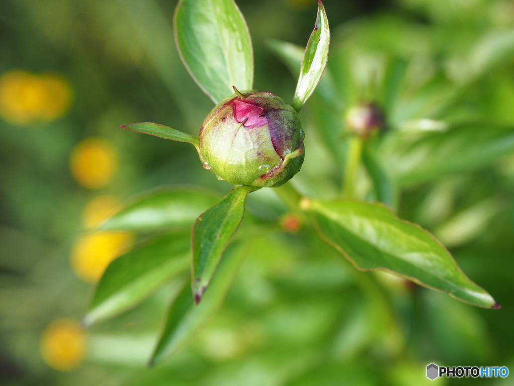 Peony