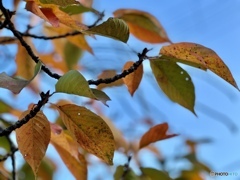 11月6日
