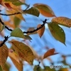 11月6日