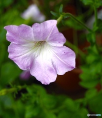 Wild petunia
