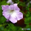Wild petunia