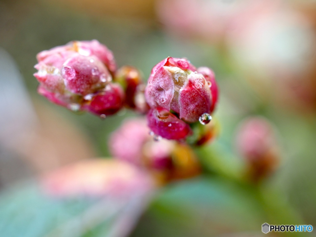 春は何処かな？