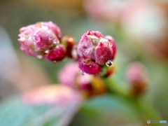 春は何処かな？