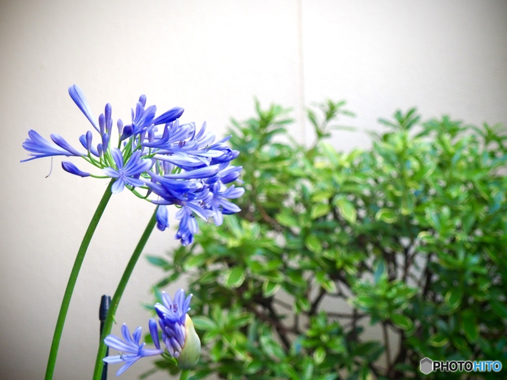 Agapanthus