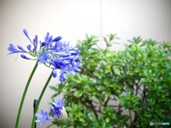 Agapanthus