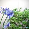 Agapanthus