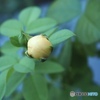 昨日は真ん丸たまごだった…