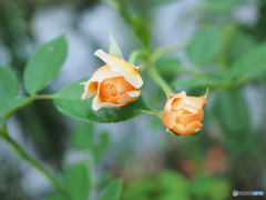 10月16日