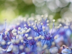 裏庭の山紫陽花開花中です