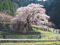 又兵衛桜