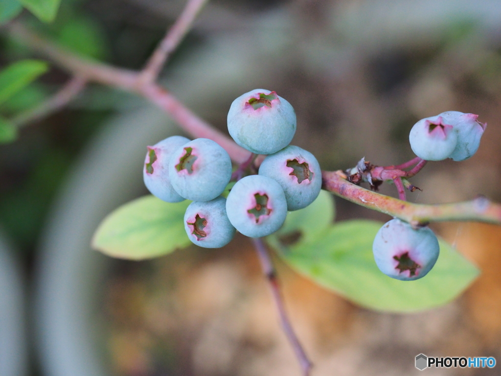 blueberryが色付いて