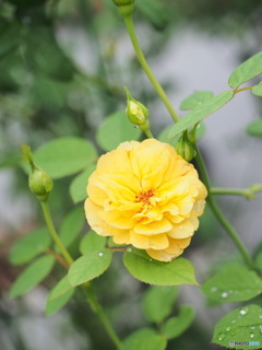 雨とティーの香り