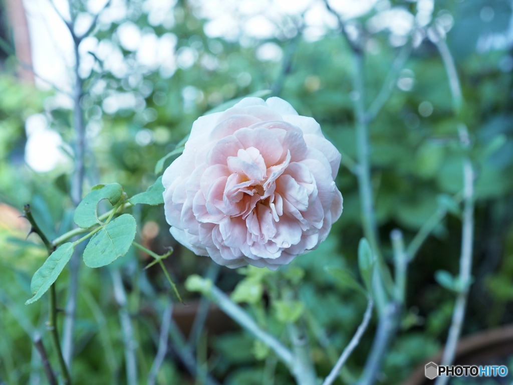 お姫さまが笑う場所