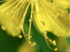 Singing In The Rain