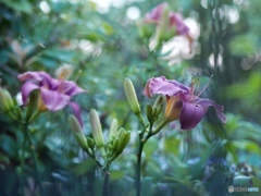Lily at night