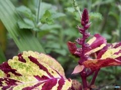 雨上がりの夕暮れ