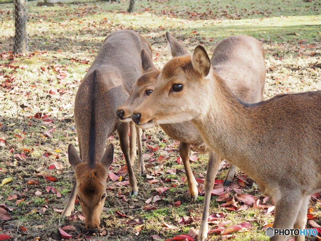 みんな、仲良く食べようね〜