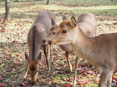 みんな、仲良く食べようね〜