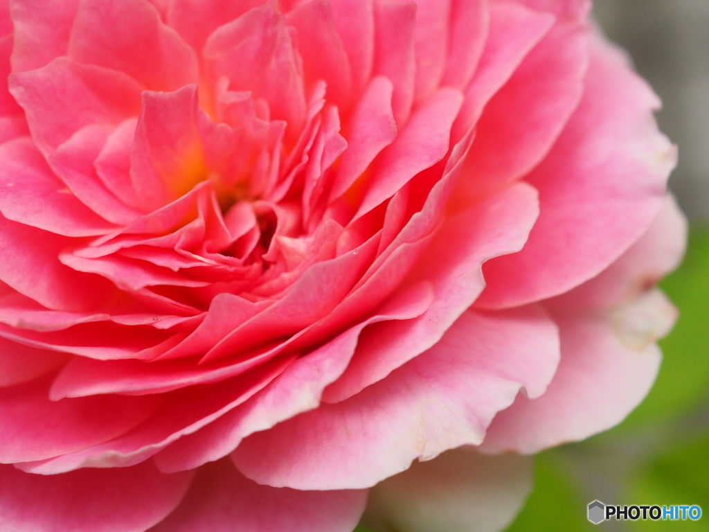 今朝に開花   クロード・モネ
