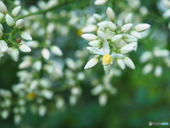 名前は知らない