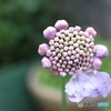 1枚・2枚と…