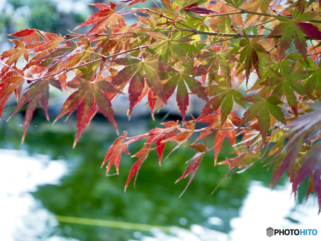 光る朱色・勝龍寺にて
