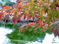 光る朱色・勝龍寺にて