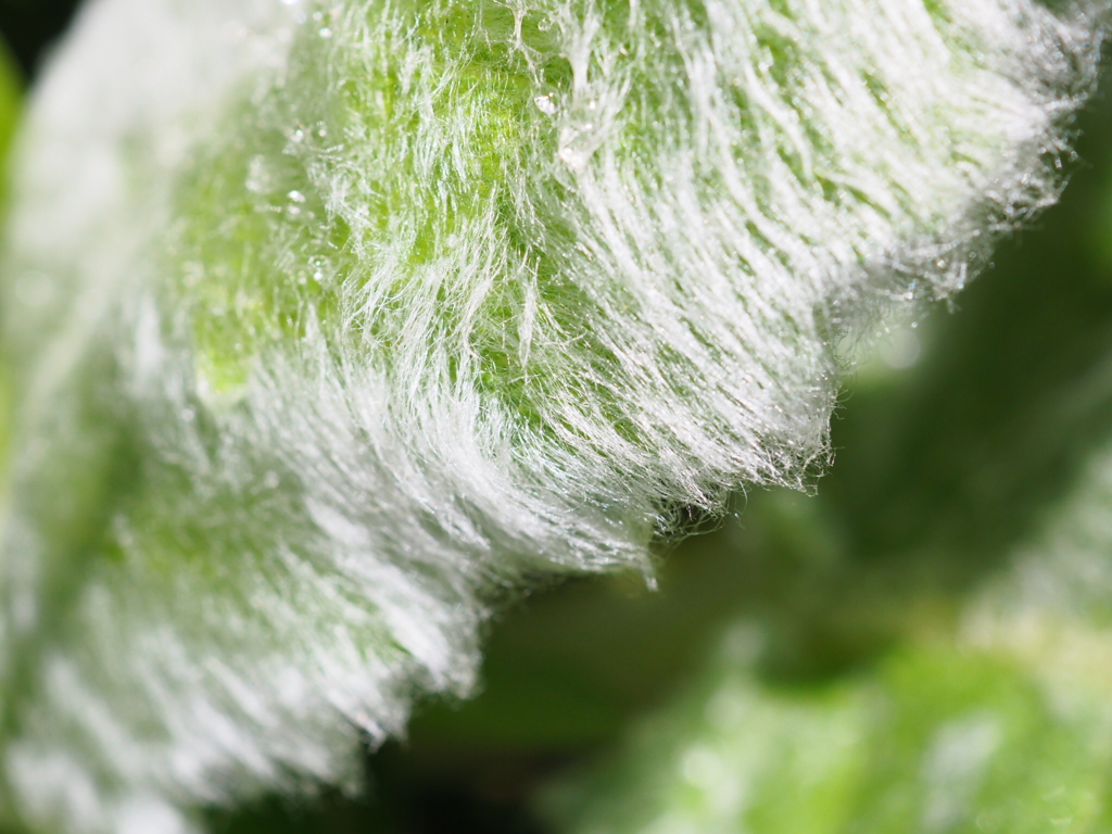 ラムズ・イヤー