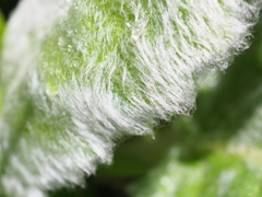 ラムズ・イヤー