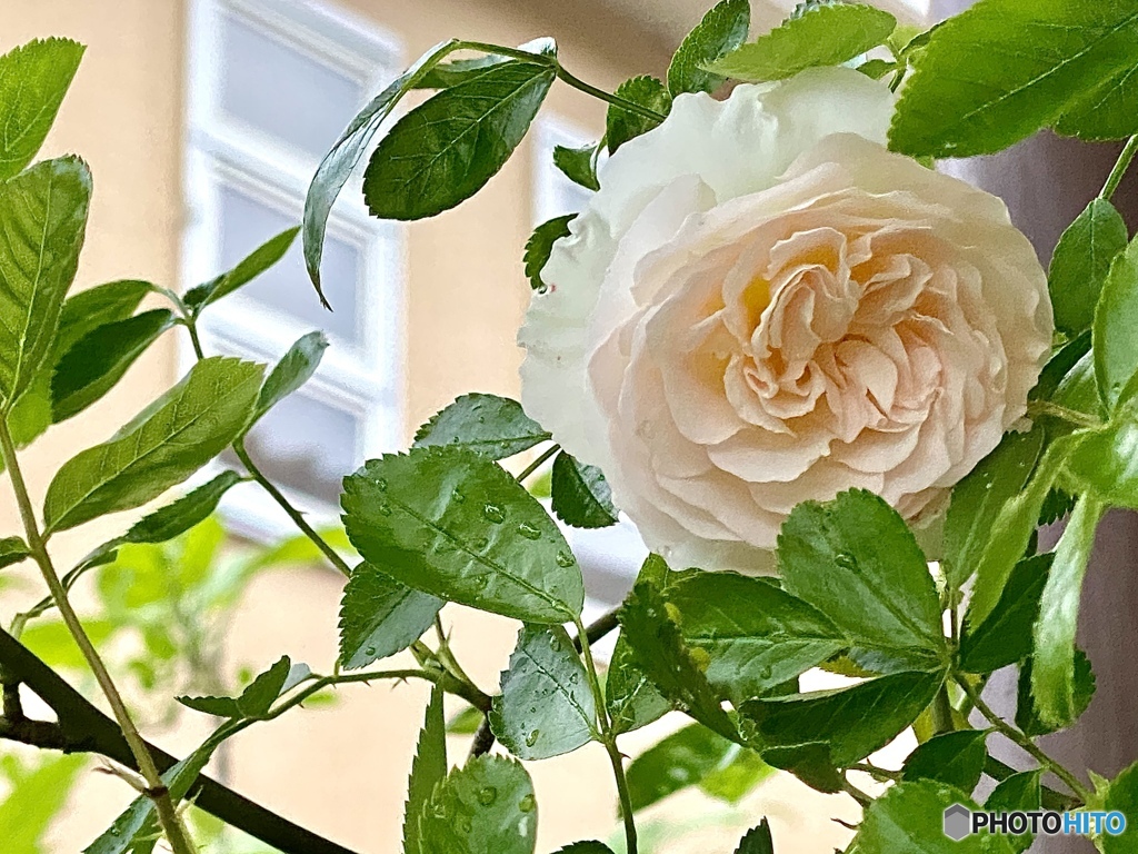 一番花