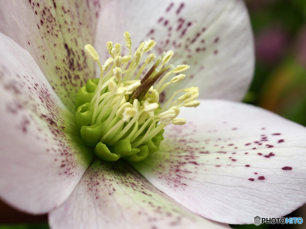 上を向かせたのは私です