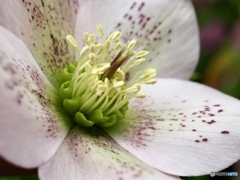 上を向かせたのは私です